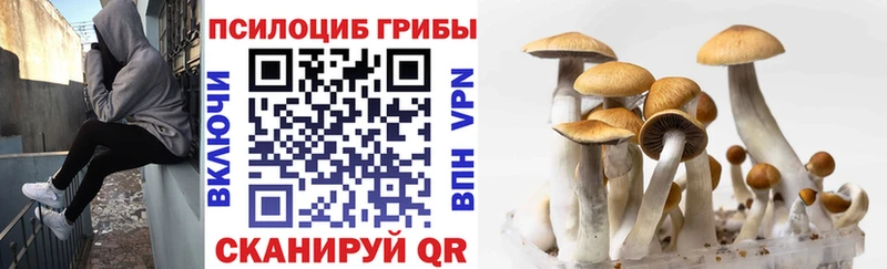 Псилоцибиновые грибы прущие грибы  darknet состав  Камбарка 
